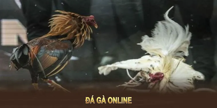 Hướng Dẫn Cách Chơi Đá Gà GA28 Tại Nohu90 Cho Người Mới