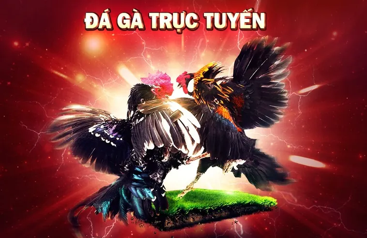 Đá Gà Nohu90 Kinh Điển Trực Tiếp Từ Trường Gà Campuchia 1 Đá Gà Nohu90 Kinh Điển Trực Tiếp Từ Trường Gà Campuchia